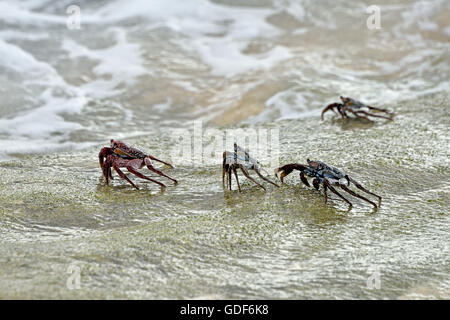 A group of Ascension Island Crabs (Grapsus adscensionis) on a rock on a beach on Ascension Island