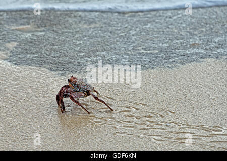 An Ascension Island Crab (Grapsus adscensionis) on a beach on Ascension Island