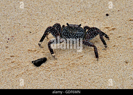 An Ascension Island Crab (Grapsus adscensionis) on a sandy beach on Ascension Island