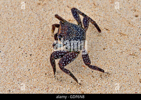 An Ascension Island Crab (Grapsus adscensionis) on a sandy beach on Ascension Island