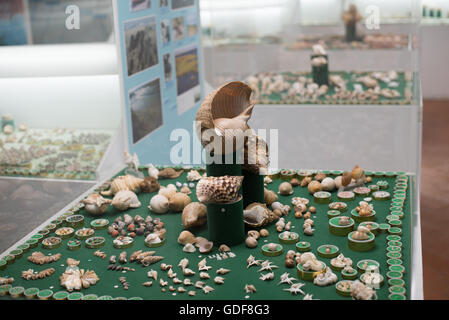 Monastery Of Sao Vicente De Fora Shell Collection Lisbon Portugal | LISBON, Portugal — A conchology display of seashells, arranged on green felt boards, forms part of a museum exhibit inside the Monastery of São Vicente de Fora. Now under the custody of the Patriarchate of Lisbon, the monastery combines its role as an active religious complex with museum spaces that hold varied collections alongside its architectural and religious treasures. Stock Photo