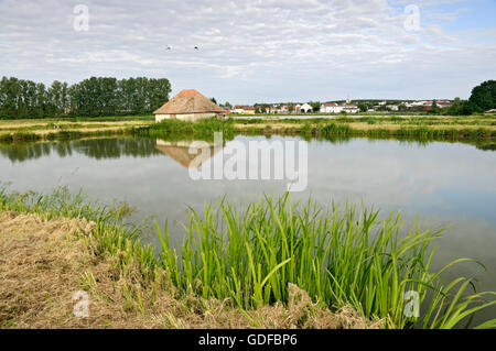 Aischgrund carp ponds and fisherman's hut, Hoechstadt an der Aisch, Franconia, Bavaria Stock Photo