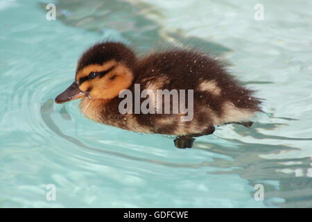 Grey Duck Duckling Stock Photo