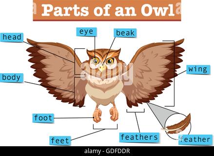 Diagram showing different part of owl illustration Stock Vector