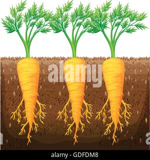 Fresh carrot growing in the field illustration Stock Vector