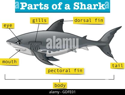 Diagram showing parts of shark illustration Stock Vector