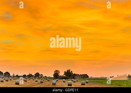 Blue hour of sunset on round hay bales in a harvested field , rural and bucolic atmosphere of a hot summer day Stock Photo