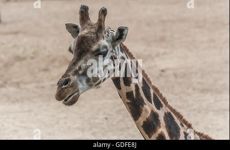 Close up portrait of a giraffe head Stock Photo