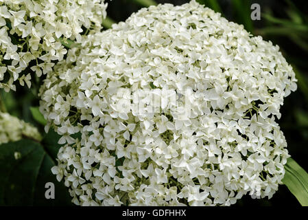 Hydrangea arborescens Annabelle hydrangeaceae Stock Photo