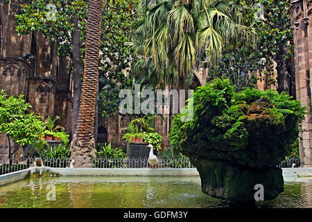 The garden of  the gothic cloister next to the Cathedral of Barcelona, Catalonia, Spain Stock Photo