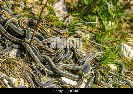 Male garter snakes looking for a mate in early spring Stock Photo