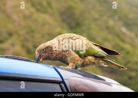 naughty Kea pecking rubber trim on car roof, South Island, New Zealand Stock Photo