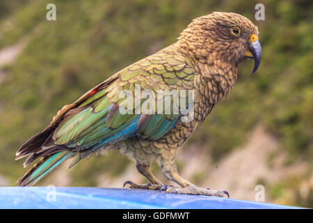 Kea  on car roof, South Island,New Zealand Stock Photo