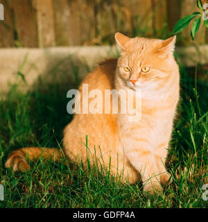 Funny Red Cat Sitting On Green Spring Grass In Garden. Outdoor Portrait At Summer Sunny Day Stock Photo