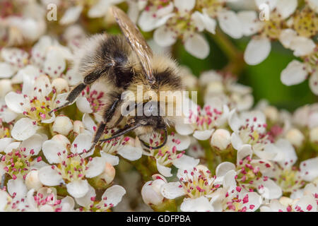 Heath Bumblebee (Bombus jonellus) feeding on blossom of a Vilmorin's Rowan tree Stock Photo