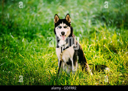 Young Happy Blue eyed Husky Dog Sitting In Fresh Green Grass Outdoor Park. Summer Season Stock Photo