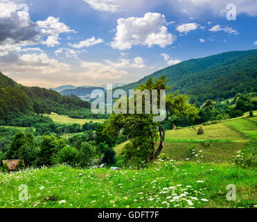 tree on agricultural field on hillside in mountains near village in morning light Stock Photo