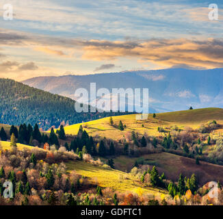 autumn landscape. meadow on the slope of mountain range with coniferous forest in morning light Stock Photo