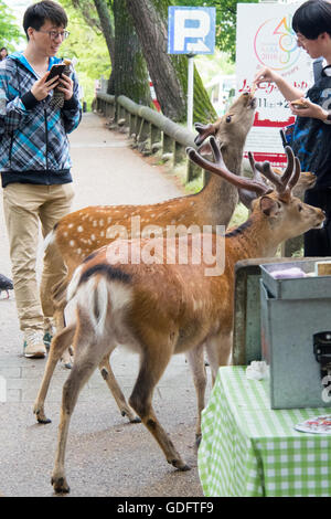 Tourists feeding Shika Senbei, deer crackers, to sika deers in Nara Park. Stock Photo