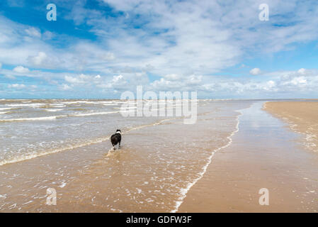 Border Collie dog running along the sea shore, enjoying the wide open space at Formby point, Merseyside. Stock Photo