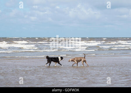 Two dogs making friends at the seaside. Taken at Formby point on the coast of northwest England. Stock Photo