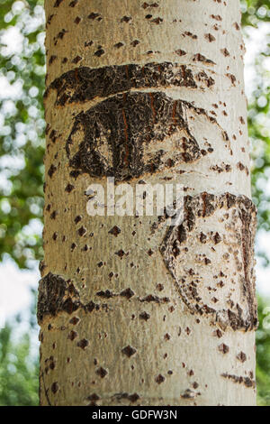the knot of the poplar, looks like a eye on the tree Stock Photo