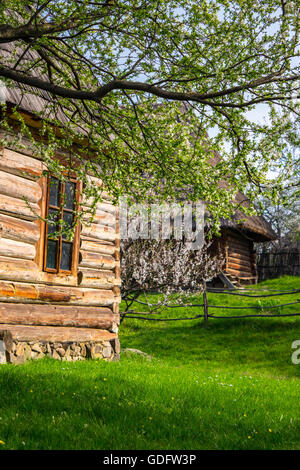 branch with white flowers of apple tree over the green lawn in front of window of old wooden house in rural garden Stock Photo