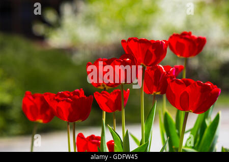 red tulips on blurred garden background of colored bokeh Stock Photo
