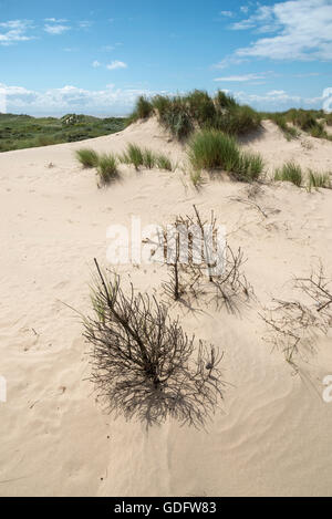 Old Christmas trees in sand dunes at Formby point, Merseyside, England Stock Photo