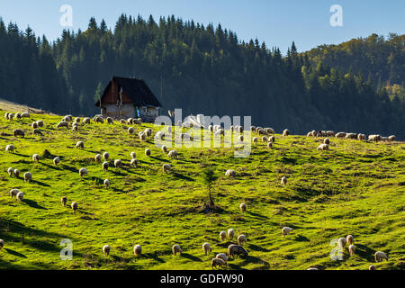 flock of sheep on the meadow on hillside near the fir forest in mountains of Romania Stock Photo