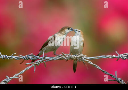 Love is in the air, Two Silverbill Munia kissing each-other. Stock Photo