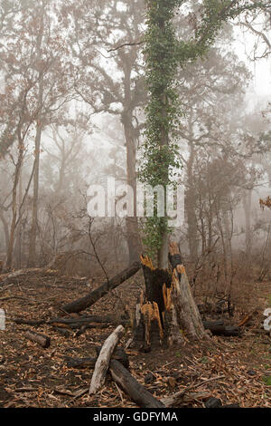 Foliage regrowth on tree trunk after bushfire, green leaves sprouting among forest of burnt vegetation & blackened logs in mist Stock Photo