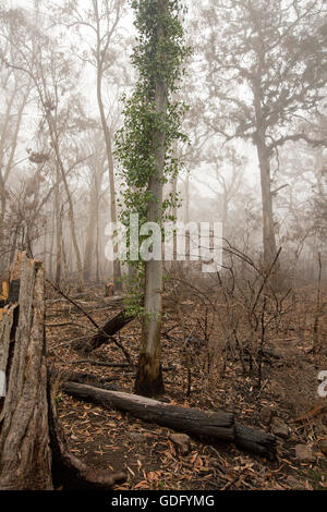 Gum tree regrowth after a bushfire, Illawarra forest, Wimmera, Victoria