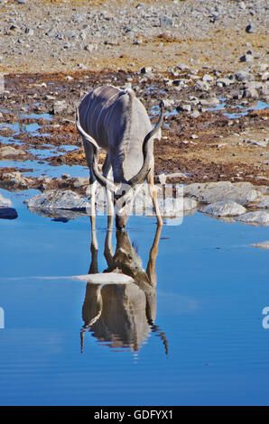 Kudu drinking