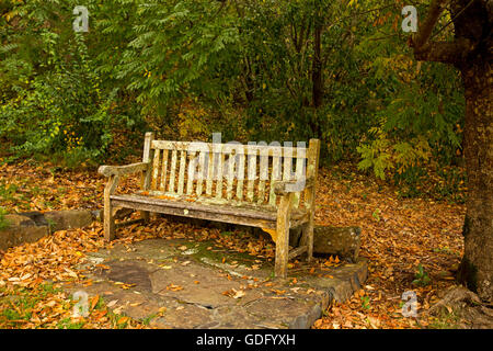 Ornate wooden garden bench draped with pale green lichen, surrounded by emerald foliage of trees/shrubs, autumn leaves on ground Stock Photo