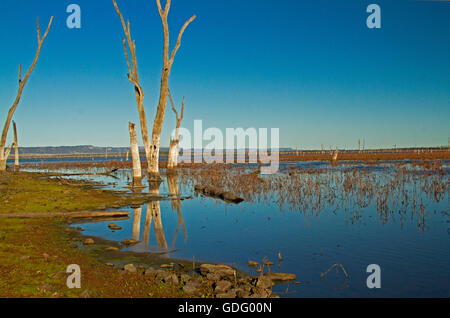 Vast calm blue waters of Lake Nuga Nuga with dead trees reflected in mirror surface under blue sky in outback Qld Australia Stock Photo