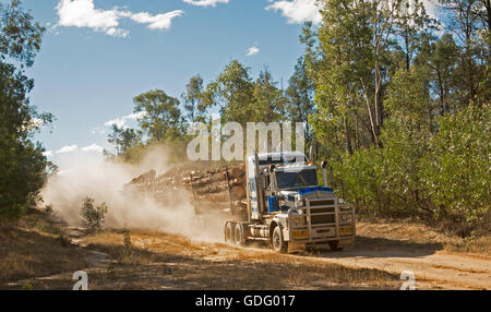 Panoramic image of road train logging / timber truck speeding along dirt road through forest in cloud of dust under blue sky in Australia Stock Photo