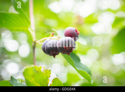 Saskatoon berries (Amelanchier alnifolia).  Also known as juneberries, serviceberries, shadberries, and pigeon berries. Stock Photo