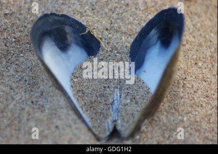 Open Mussel shell on the sandy beach in the shape of a heart Stock Photo