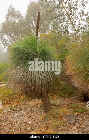 Xanthorrhoea johnsonii, grass tree or black boy, an Australian native plant growing in NSW garden draped in light mist Stock Photo