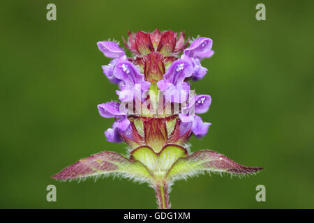 Self-heal Prunella vulgaris Stock Photo