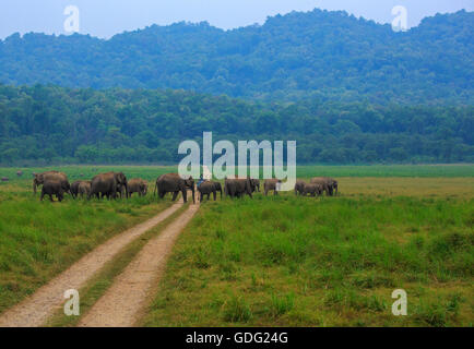 Elephant herd crossing the safari road (Photographed at Corbett National Park, India) Stock Photo