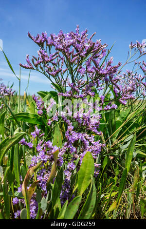 Zwinblomme / common sea-lavender (Limonium vulgare) in flower at saltmarsh in summer Stock Photo