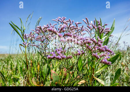 Zwinblomme / common sea-lavender (Limonium vulgare) in flower at saltmarsh in summer Stock Photo