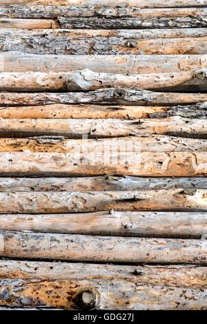 Close up of lined up pine tree trunks Stock Photo