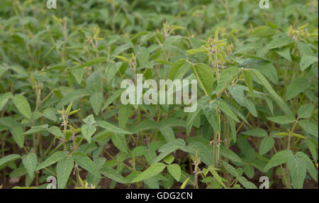 soybean Field Rows in spring Stock Photo