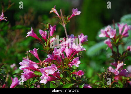 Weigela florida, foliis purpurea, caprifoliaceae Stock Photo