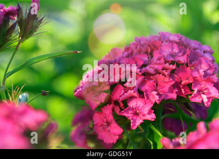 Pink Flowers of the carnation in the garden Stock Photo