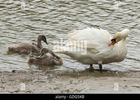 Mute swan (Signus Olor) with two of her signets on muddy river bank preening. These wild birds are part of a family group in landscape format. Stock Photo