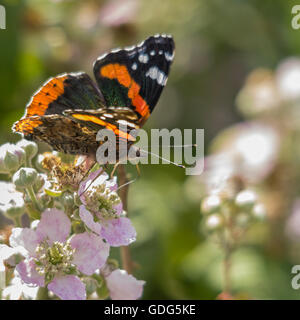 Red Admiral (Vanessa Atlanta) butterfly on pink bramble flowers in square format black orange red and white markings on wings mottled brown underside Stock Photo